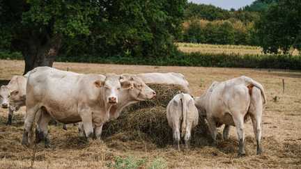 Prairies à sec, fruits et légumes « brûlés », récoltes en berne… Les agriculteurs face à « l&rsquo;immensité de la crise » climatique