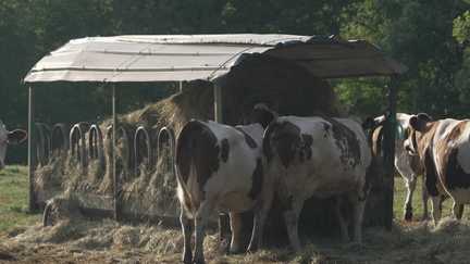 « Je n’ai jamais vu ça en 40 ans de métier » : l’angoisse des agriculteurs et producteurs de fromages AOP face à la sécheresse