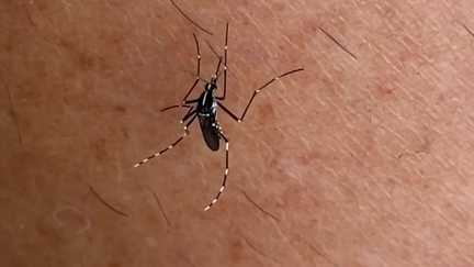 « Autrefois vecteur tropical, le moustique tigre devient une menace française » : plus de 70% de la France touchée d&rsquo;ici 2085, selon une étude