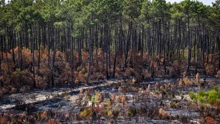 Surface parcourue, surface brûlée… Pourquoi les chiffres qui circulent sur les incendies en France sont si différents