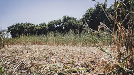Canicule : 28 départements maintenus en vigilance orange dimanche à partir de 6 heures