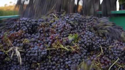 « Il y a toujours un risque » : à Correns, dans le Var, les vendanges débutent avec amertume après les incendies