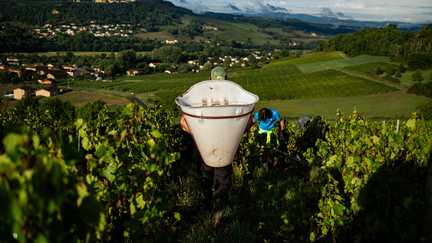 « La dernière canicule a accéléré le phénomène » : dans le Beaujolais aussi, les vendanges débutent de façon précoce