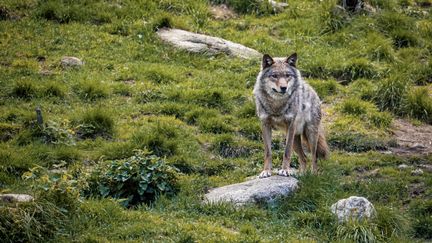 Des associations mettent en doute l&rsquo;attaque « probablement » par un loup de 64 brebis dans le Vercors et demandent une enquête approfondie