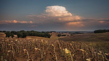 Rendements au plus bas, exploitations dans le rouge… Après la sécheresse « historique » de l&rsquo;été, l&rsquo;agriculture française est en pleine crise existentielle