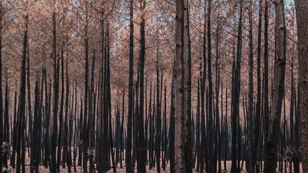 Environ 98 000 hectares ont brûlé depuis le début de l&rsquo;année en France, selon l&rsquo;Office national des forêts, un record depuis 1976