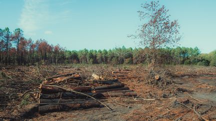 Le mégafeu de Saumos en Gironde, qui a ravagé 42 000 hectares cet été, est officiellement « éteint » deux mois après, annonce la préfecture