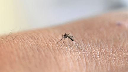 Pourquoi trouve-t-on des moustiques en automne ?