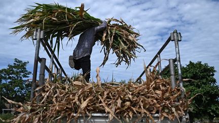 « L’un des épisodes les plus intenses depuis au moins 1950 » : le phénomène météorologique El Niño va continuer de s’intensifier jusqu’en décembre