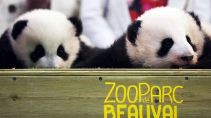 Les deux pandas du zoo de Beauval quitteront la France pour la Chine le 17 décembre, un nouveau couple arrivera « début 2027 »