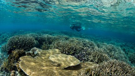 « Chaque dixième de degré » compte : des scientifiques alertent à nouveau sur le danger du réchauffement océanique pour les coraux